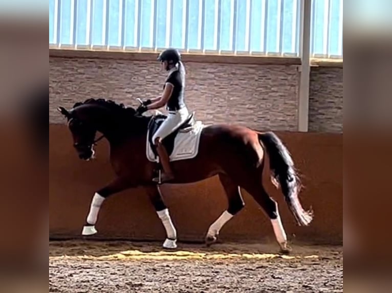 Hanoverian Mare 7 years 16,2 hh Brown in Wehringen