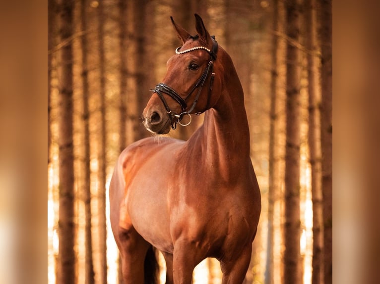 Hanoverian Mare 7 years 16,2 hh Brown in Wehringen