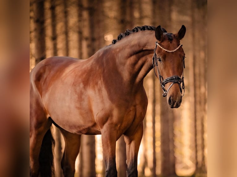 Hanoverian Mare 7 years 16,2 hh Brown in Wehringen