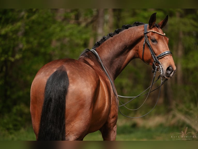 Hanoverian Mare 7 years 16,2 hh Brown in Wehringen