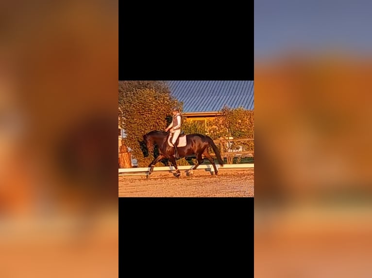 Hanoverian Mare 7 years 16.2 hh Brown in Echem