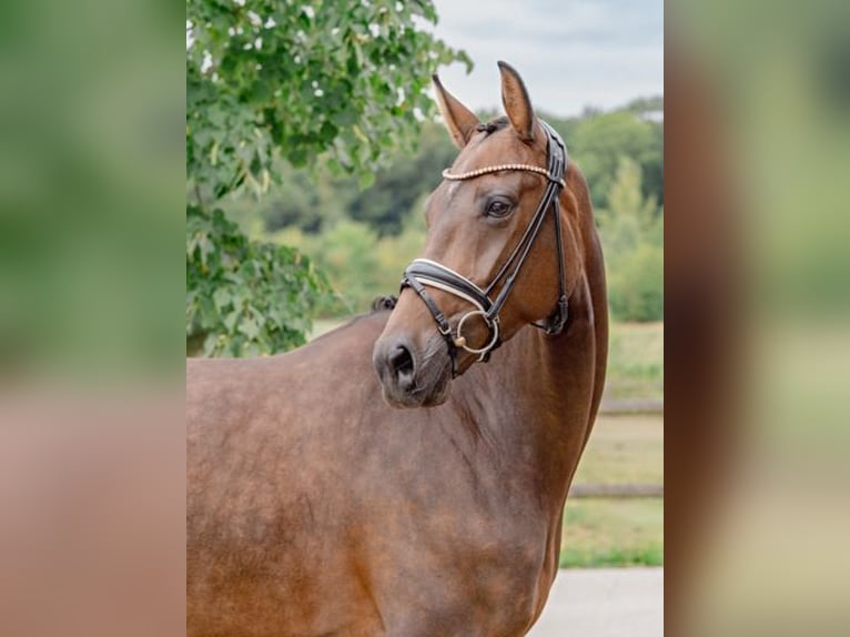 Hanoverian Mare 7 years 16,2 hh Brown in Lienen