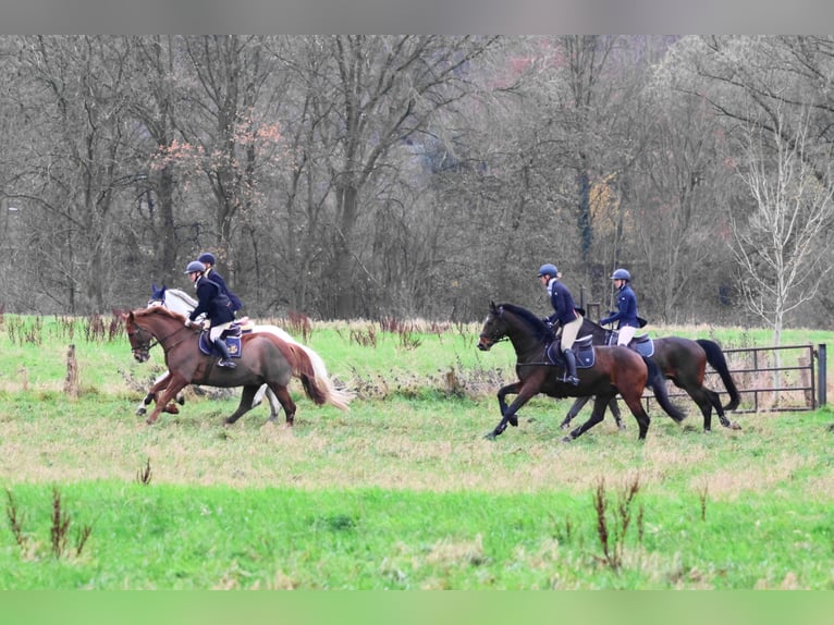 Hanoverian Mare 7 years 16.2 hh Brown in WarendorfWarendorf