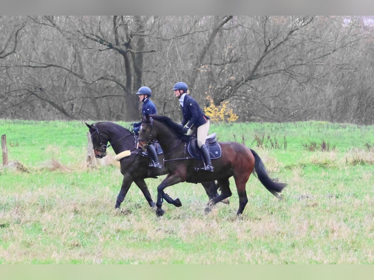 Hanoverian Mare 7 years 16.2 hh Brown in WarendorfWarendorf