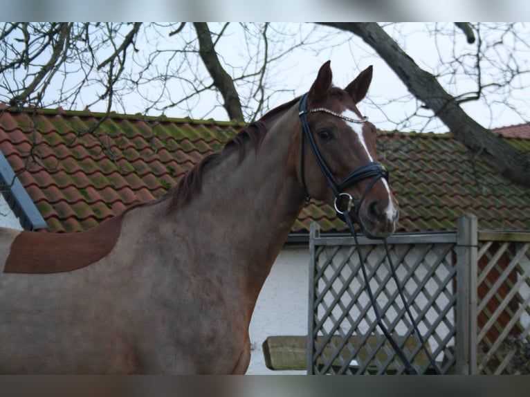 Hanoverian Mare 7 years 16,2 hh Chestnut in Springe