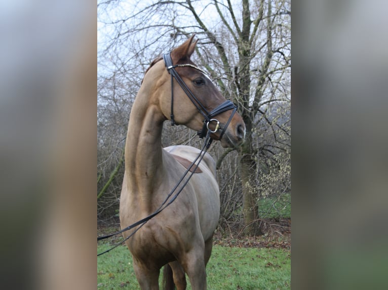 Hanoverian Mare 7 years 16,2 hh Chestnut in Springe