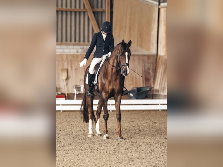 Hanoverian Mare 7 years 16,2 hh Chestnut in Luzern