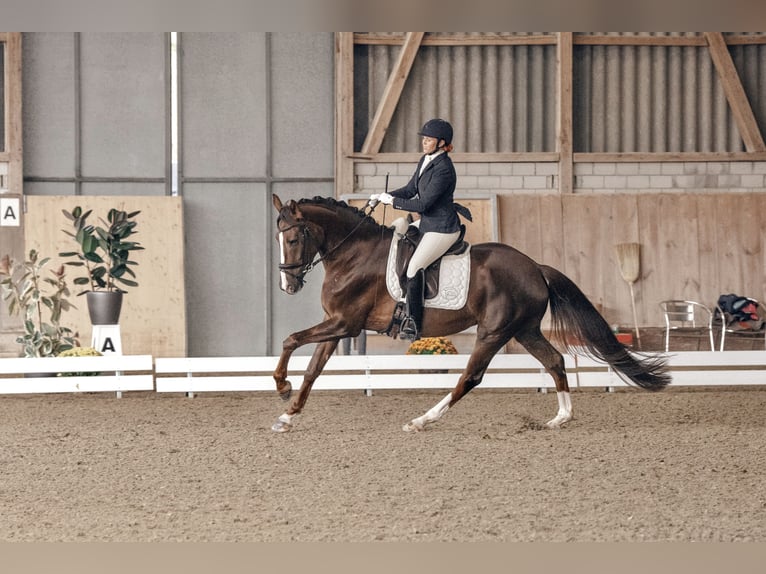 Hanoverian Mare 7 years 16,2 hh Chestnut in Luzern