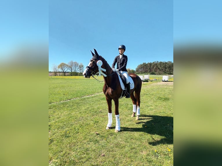 Hanoverian Mare 7 years 16,2 hh Chestnut in Munster