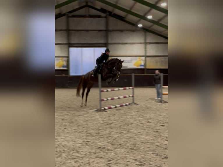 Hanoverian Mare 7 years 16.2 hh Chestnut in Borgercompagnie