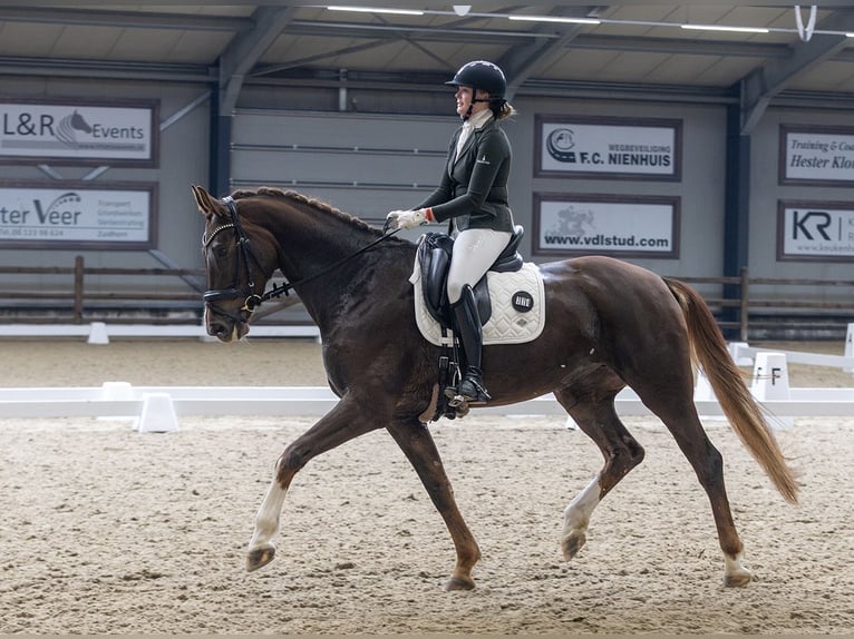 Hanoverian Mare 7 years 16.2 hh Chestnut in Borgercompagnie