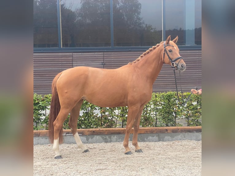 Hanoverian Mare 7 years 16,2 hh Chestnut-Red in Bad Boll