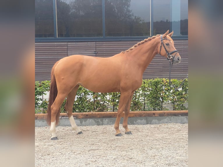 Hanoverian Mare 7 years 16,2 hh Chestnut-Red in Bad Boll