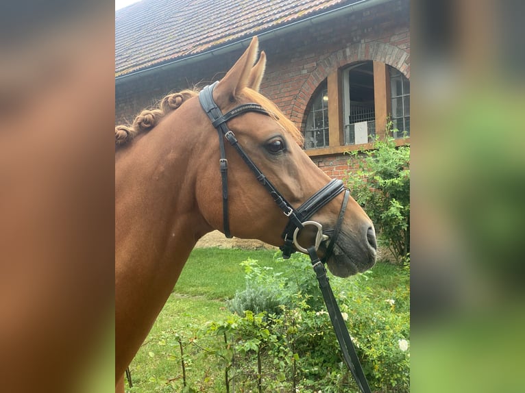 Hanoverian Mare 7 years 16,2 hh Chestnut-Red in Bad Boll