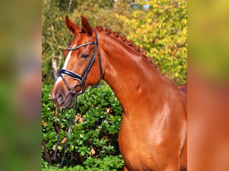 Hanoverian Mare 7 years 16,2 hh Chestnut-Red in Selsingen