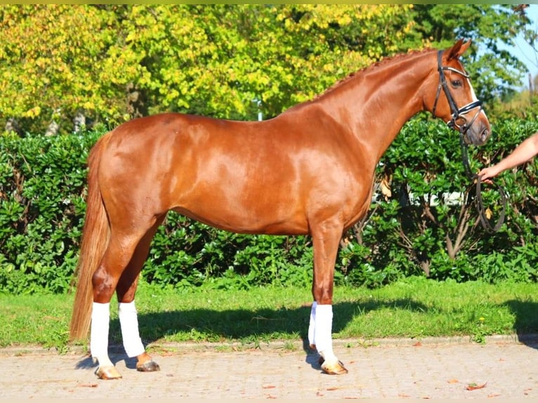 Hanoverian Mare 7 years 16,2 hh Chestnut-Red in Selsingen