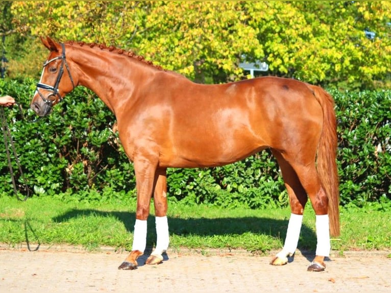 Hanoverian Mare 7 years 16,2 hh Chestnut-Red in Selsingen