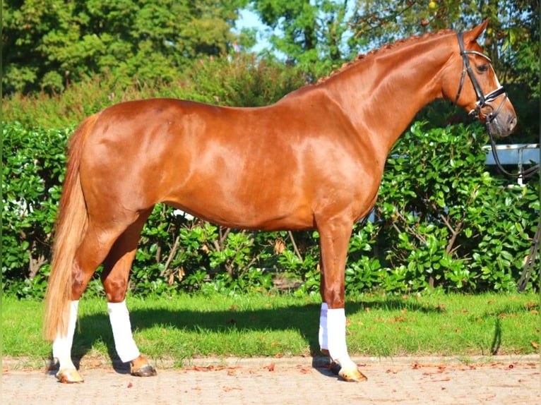 Hanoverian Mare 7 years 16,2 hh Chestnut-Red in Selsingen