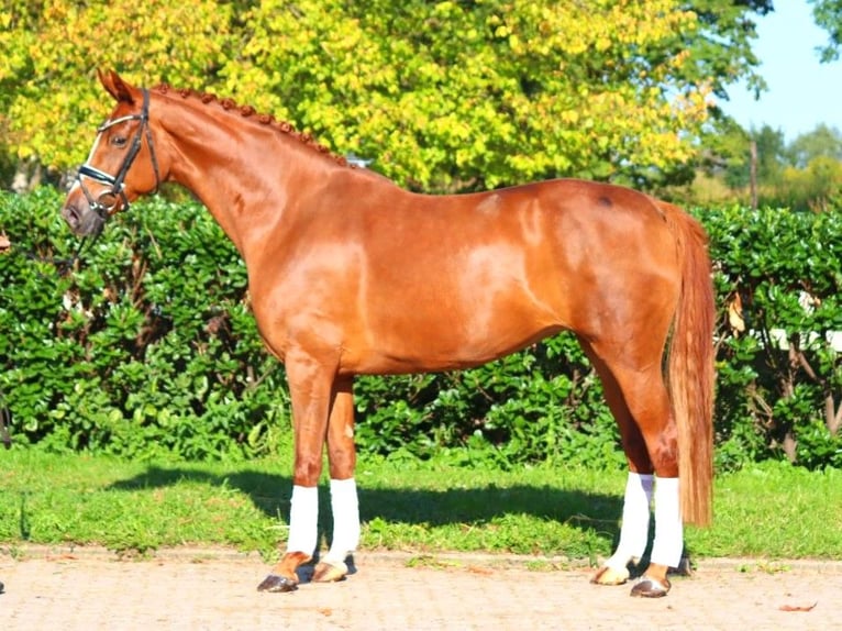 Hanoverian Mare 7 years 16,2 hh Chestnut-Red in Selsingen