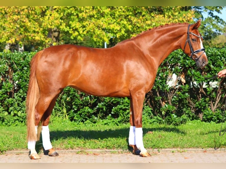 Hanoverian Mare 7 years 16,2 hh Chestnut-Red in Selsingen