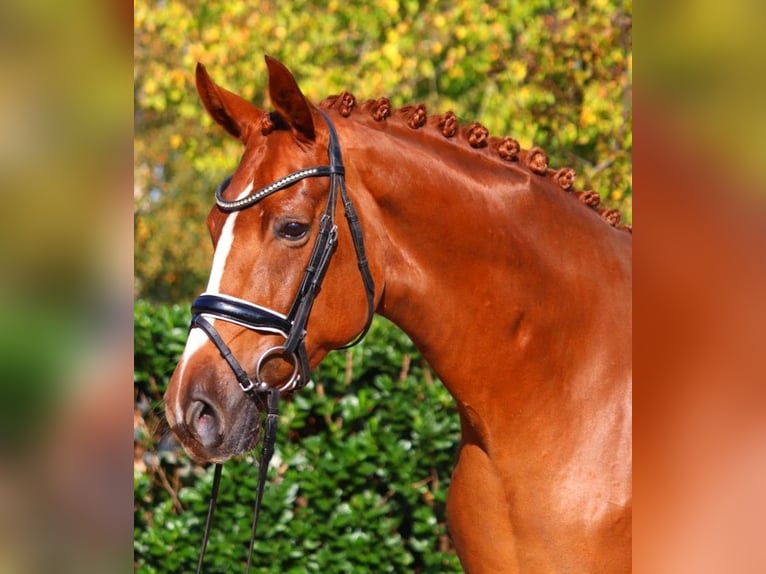 Hanoverian Mare 7 years 16,2 hh Chestnut-Red in Selsingen