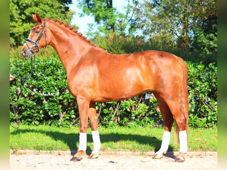 Hanoverian Mare 7 years 16,2 hh Chestnut-Red in Selsingen