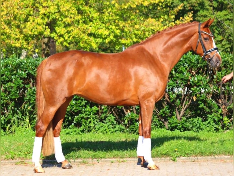 Hanoverian Mare 7 years 16,2 hh Chestnut-Red in Selsingen