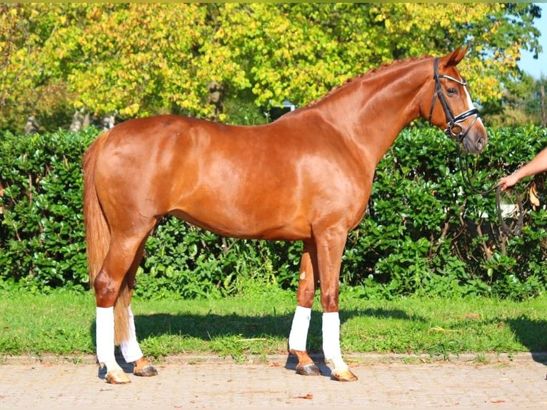 Hanoverian Mare 7 years 16,2 hh Chestnut-Red in Selsingen