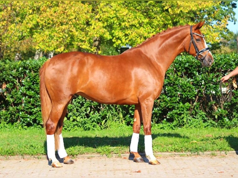 Hanoverian Mare 7 years 16,2 hh Chestnut-Red in Selsingen