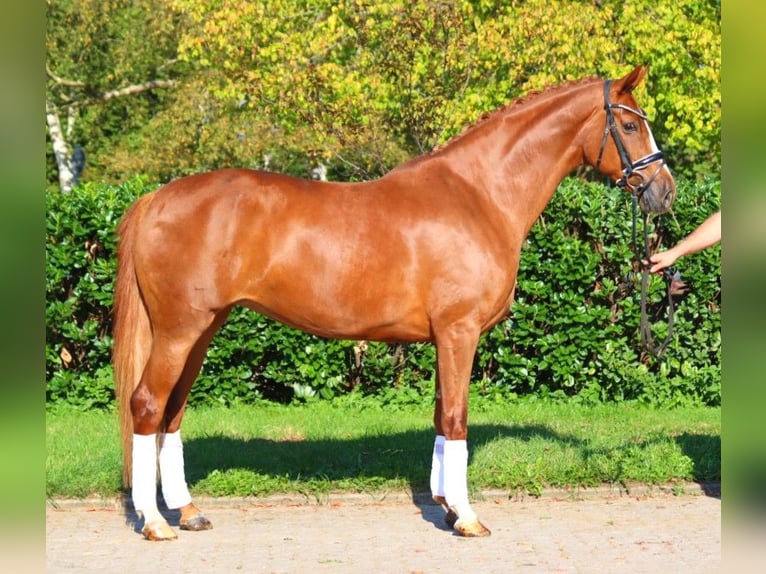 Hanoverian Mare 7 years 16,2 hh Chestnut-Red in Selsingen