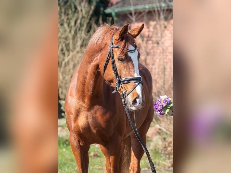 Hanoverian Mare 7 years 16,2 hh Chestnut-Red in Elmlohe
