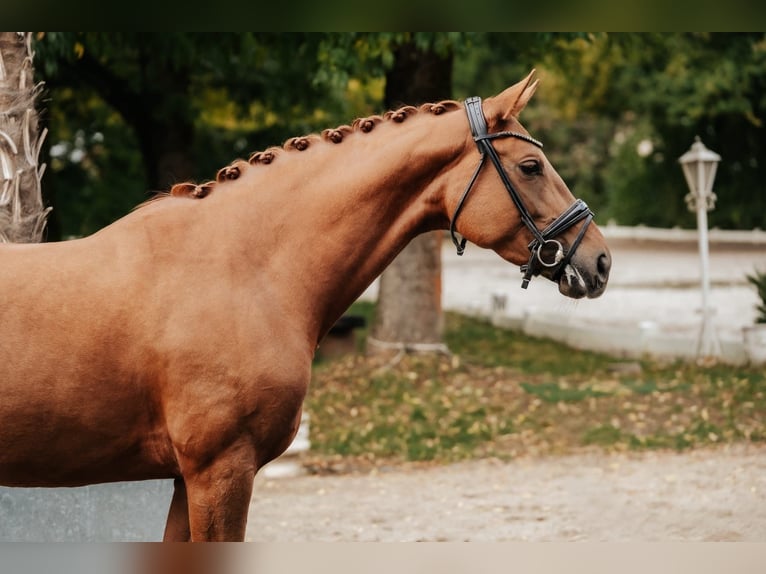 Hanoverian Mare 7 years 16.2 hh Chestnut-Red in Nidderau