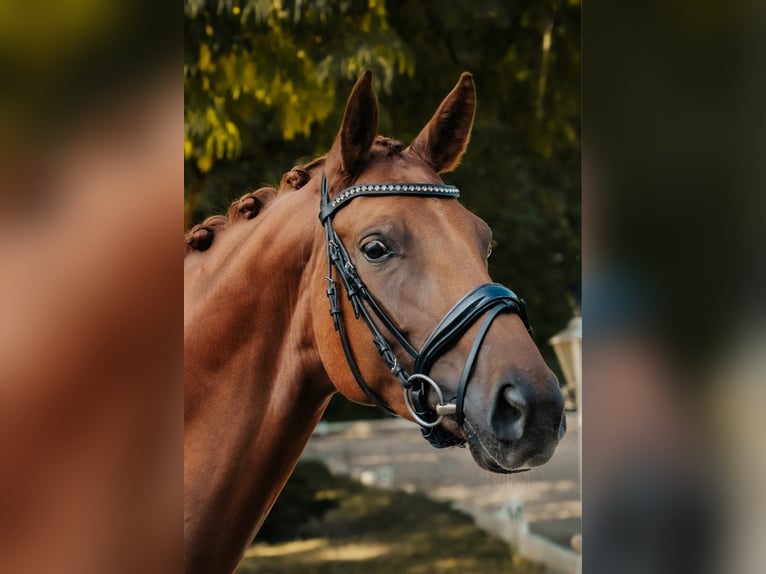 Hanoverian Mare 7 years 16.2 hh Chestnut-Red in Nidderau