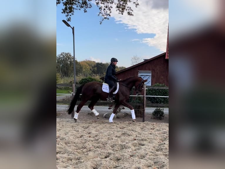 Hanoverian Mare 7 years 16,2 hh Chestnut-Red in Schwarme