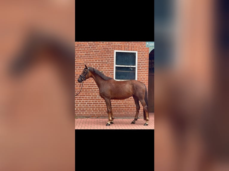 Hanoverian Mare 7 years 16,2 hh Chestnut-Red in Schwarme