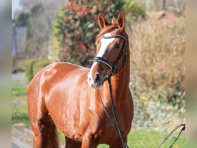 Hanoverian Mare 7 years 16,2 hh Chestnut-Red in Elmlohe