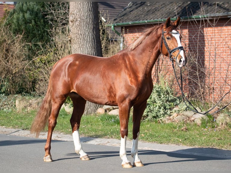 Hanoverian Mare 7 years 16,2 hh Chestnut-Red in Elmlohe