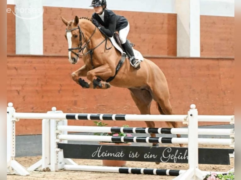 Hanoverian Mare 7 years 16.2 hh Chestnut-Red in FriedrichshafenFriedrichshafen
