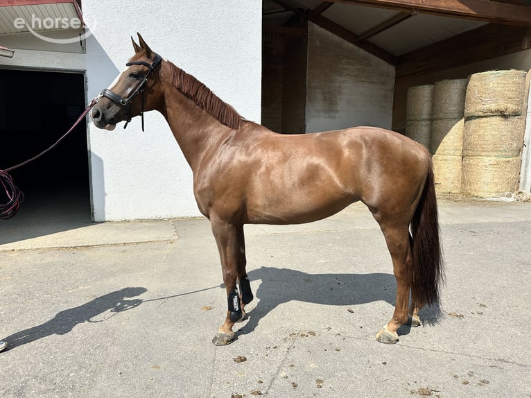 Hanoverian Mare 7 years 16.2 hh Chestnut-Red in FriedrichshafenFriedrichshafen
