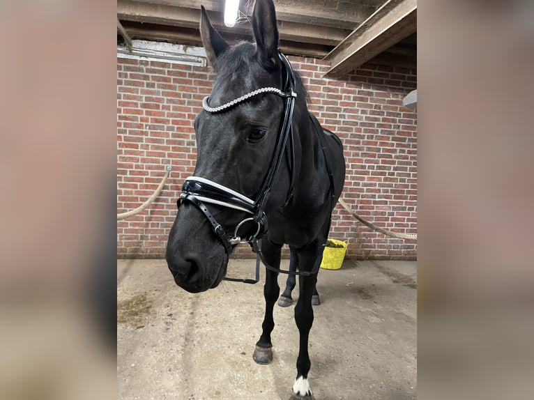 Hanoverian Mare 7 years 16,2 hh in Butjadingen