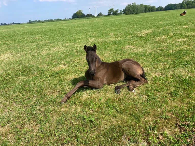 Hanoverian Mare 7 years 16,2 hh in Butjadingen