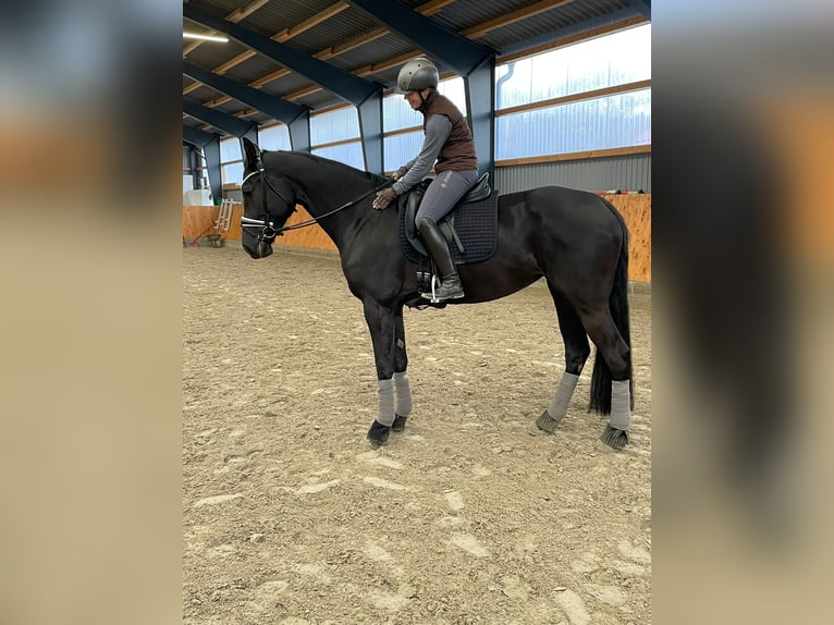 Hanoverian Mare 7 years 16,2 hh in Butjadingen