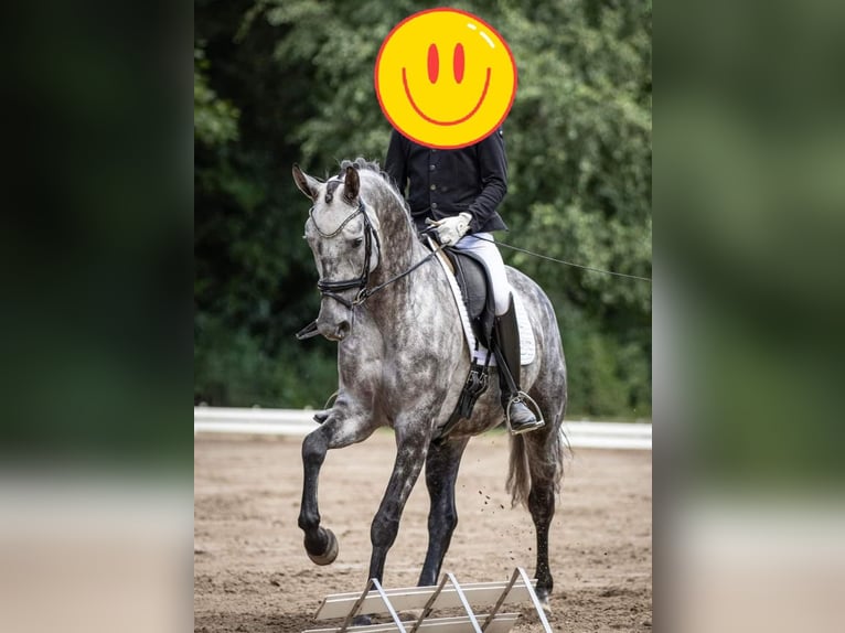 Hanoverian Mare 7 years 16,2 hh Gray in Wolfsbach