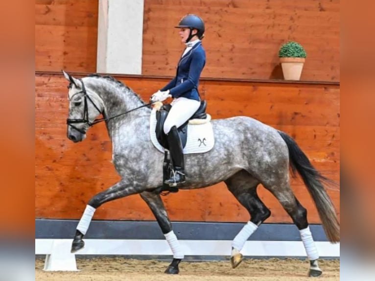 Hanoverian Mare 7 years 16,2 hh Gray in Wolfsbach