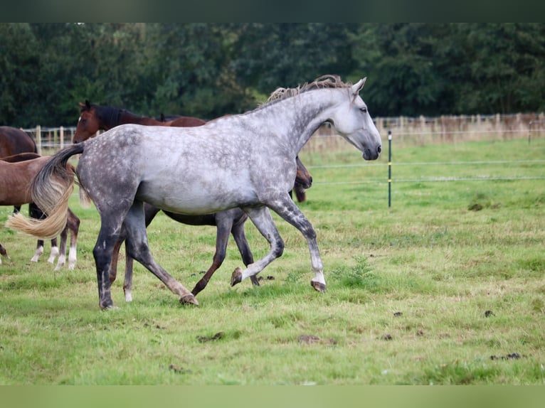 Hanoverian Mare 7 years 16,2 hh Gray-Dapple in Glandorf