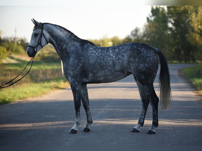 Hanoverian Mare 7 years 16,2 hh Gray in Bekesszentandras