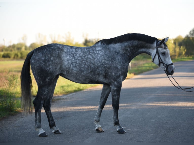 Hanoverian Mare 7 years 16,2 hh Gray in Bekesszentandras