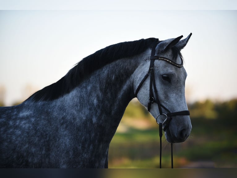 Hanoverian Mare 7 years 16,2 hh Gray in Bekesszentandras