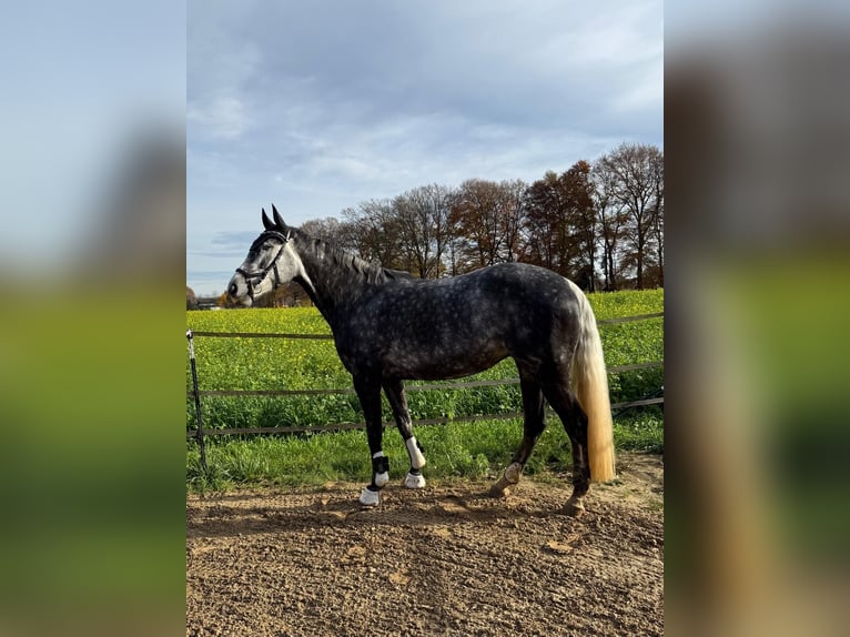 Hanoverian Mare 7 years 16.2 hh Grey-Dark-Tan in Ladbergen