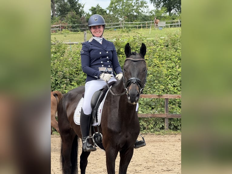 Hanoverian Mare 7 years 16.2 hh Smoky-Black in AachenAachen
